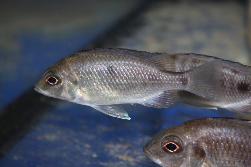 Otopharynx sp. 'auromarginatus mara' Mala Point